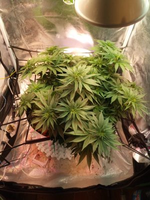 2024-04-21 161929.jpg