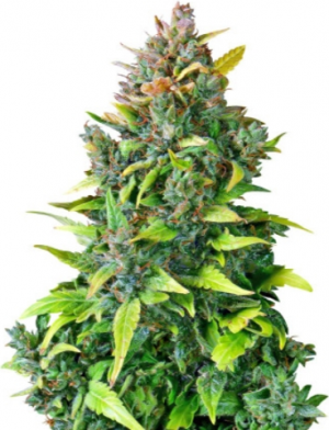 1713881254089.png 1713881254089.png