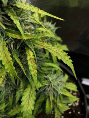 IMAGE 2024-04-24 01:09:24.jpg