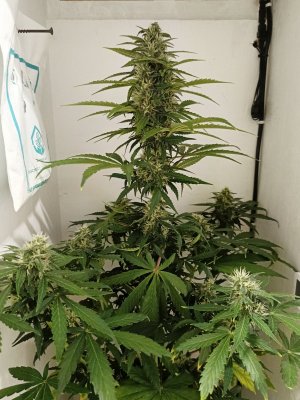 IMG_20240424_185325.jpg IMG_20240424_185325.jpg