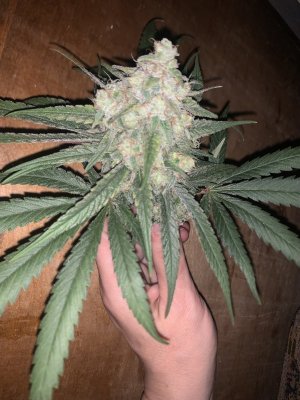 IMG_1024.jpeg IMG_1024.jpeg