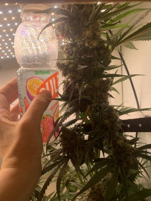 IMG_1084.jpeg IMG_1084.jpeg