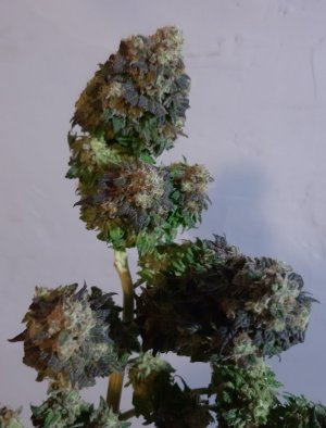 20240127_212833.jpg 20240127_212833.jpg