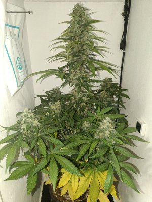 1714335891741.jpg 1714335891741.jpg