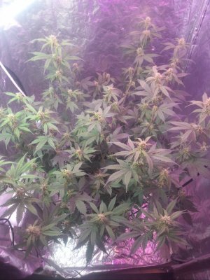 IMG_20240429_163848_690.jpg IMG_20240429_163848_690.jpg