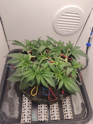 IMG_20240504_222351.jpg IMG_20240504_222351.jpg