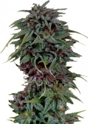 durban poison.jpg durban poison.jpg