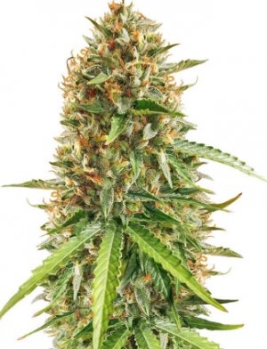 scout cookies.jpg scout cookies.jpg