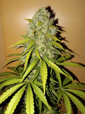 A24F7700-51CF-4C8B-A26C-97DA2C3F136B.jpeg A24F7700-51CF-4C8B-A26C-97DA2C3F136B.jpeg