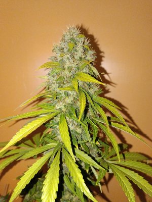 921C620A-40E0-44EC-AACC-518EEC1FB3F7.jpeg 921C620A-40E0-44EC-AACC-518EEC1FB3F7.jpeg