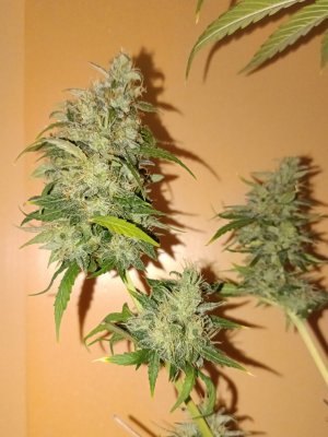 5D19BCDE-6328-466E-BA4F-10DE2D1833B7.jpeg 5D19BCDE-6328-466E-BA4F-10DE2D1833B7.jpeg