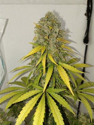 IMG_20240515_194938.jpg IMG_20240515_194938.jpg