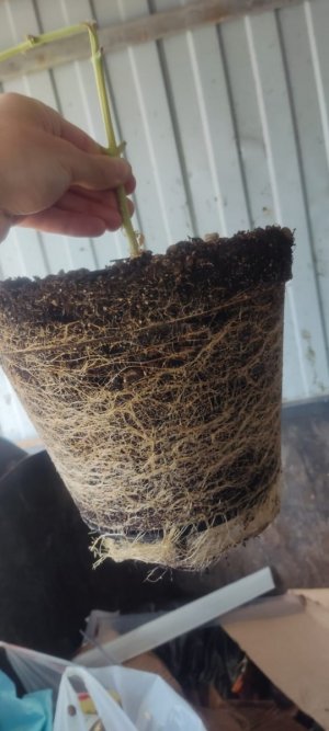 WhatsApp Image 2024-05-18 at 13.06.27.jpeg WhatsApp Image 2024-05-18 at 13.06.27.jpeg