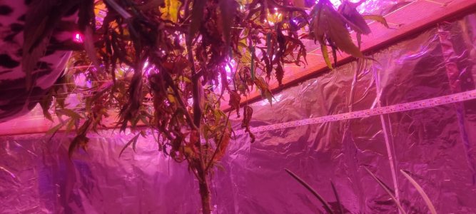 WhatsApp Image 2024-05-18 at 13.50.55.jpeg WhatsApp Image 2024-05-18 at 13.50.55.jpeg