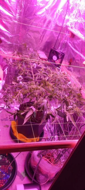 WhatsApp Image 2024-05-18 at 15.57.48.jpeg WhatsApp Image 2024-05-18 at 15.57.48.jpeg