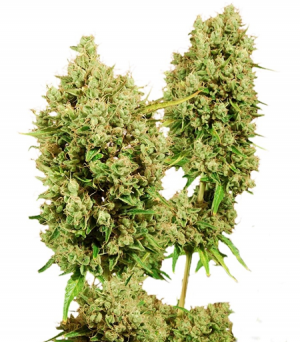 1716042711323.png 1716042711323.png