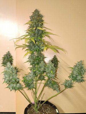 IMG_20240519_091914.jpg IMG_20240519_091914.jpg