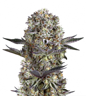 1716296398313.png 1716296398313.png