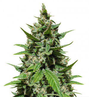 1716296406051.png 1716296406051.png