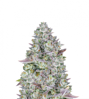 1716296409969.png 1716296409969.png