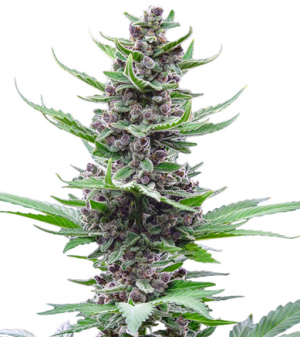 1716384633309.png 1716384633309.png