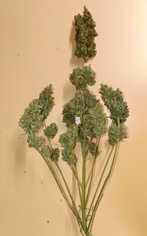 IMG_20240523_113556.jpg IMG_20240523_113556.jpg