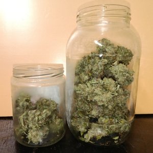 IMG_20240524_114854.jpg IMG_20240524_114854.jpg