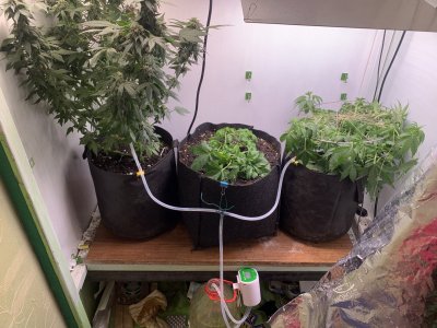 IMG_1427.jpeg IMG_1427.jpeg