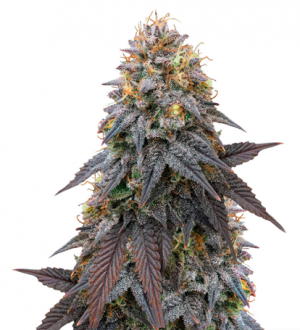 1716724960971.png 1716724960971.png