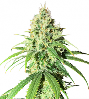 1716724966031.png 1716724966031.png