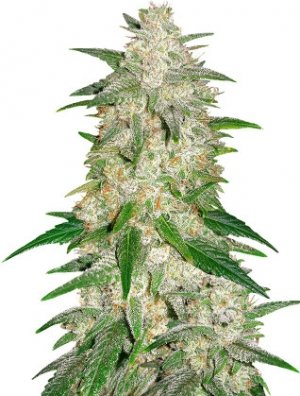 gelato auto.jpg gelato auto.jpg