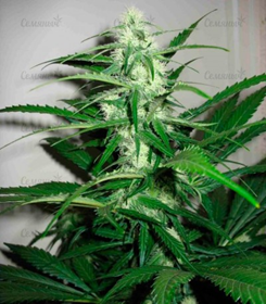 1645961544554.png 1645961544554.png