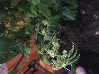 79E1E044-6160-4566-9A3D-D9BFFA564B46.jpeg 79E1E044-6160-4566-9A3D-D9BFFA564B46.jpeg