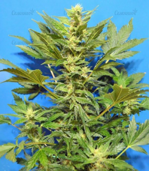 1646407758237.png 1646407758237.png