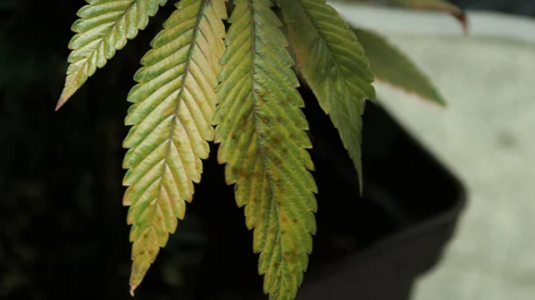 1647107819771.png 1647107819771.png