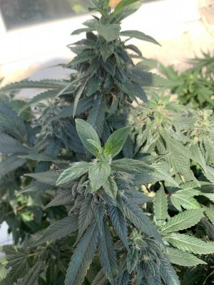 IMG_1521.jpeg IMG_1521.jpeg