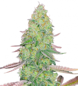 1717523393945.png 1717523393945.png