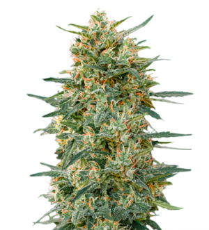 1717523401112.png 1717523401112.png