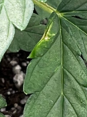 IMG_1470.jpeg IMG_1470.jpeg