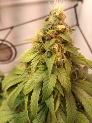 2024-06-07 142039.jpg