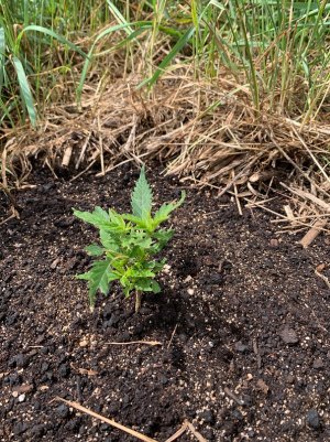 IMG_5636 — копия.jpg IMG_5636 — копия.jpg