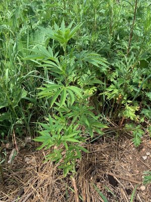 IMG_5639 — копия.jpg IMG_5639 — копия.jpg