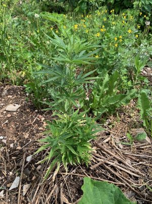 IMG_5638 — копия.jpg IMG_5638 — копия.jpg