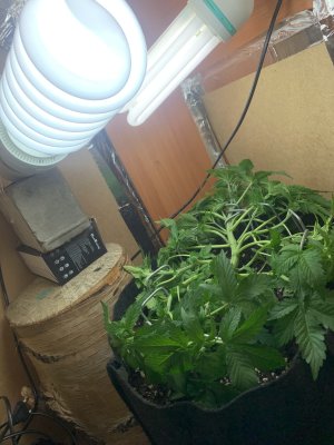 IMG_1549.jpeg IMG_1549.jpeg