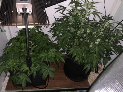 IMG_1658.jpeg IMG_1658.jpeg