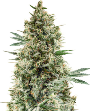 chocobang.png chocobang.png