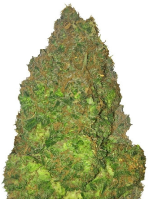 fruit punch.png fruit punch.png