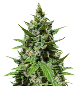 1718213246240.png 1718213246240.png