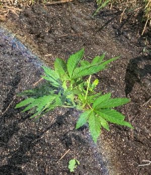 IMG_5658 — копия.jpg