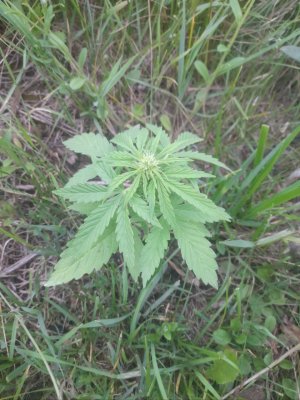 IMG_20240612_231927_619.jpg IMG_20240612_231927_619.jpg